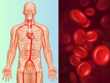 Illustration of the body's blood vessels beside red blood cells